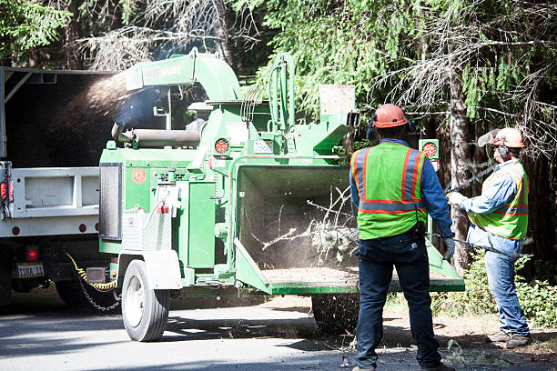 Best Stump Grinding and Removal  in Laymantown, VA